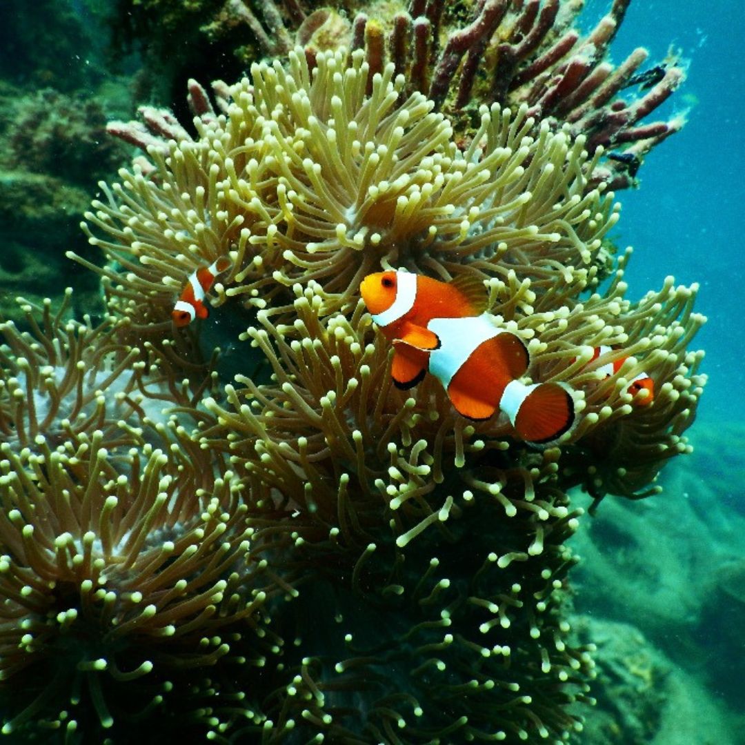 A vibrant underwater scene featuring clownfish swimming among coral and anemones. The orange and white clownfish are nestled in the delicate green tentacles of the anemone, creating a lively marine atmosphere.