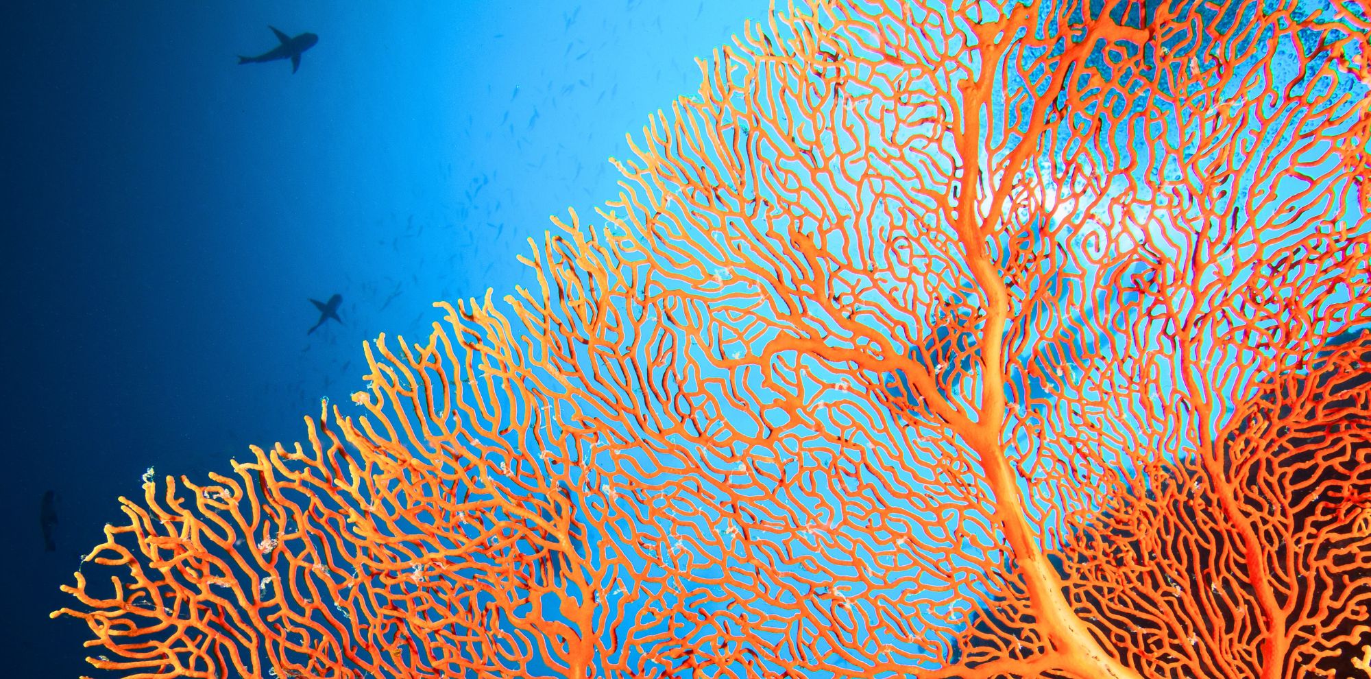 A vibrant coral structure with intricate, branching patterns in shades of orange contrasts against a serene blue background, populated by small fish and aquatic life.