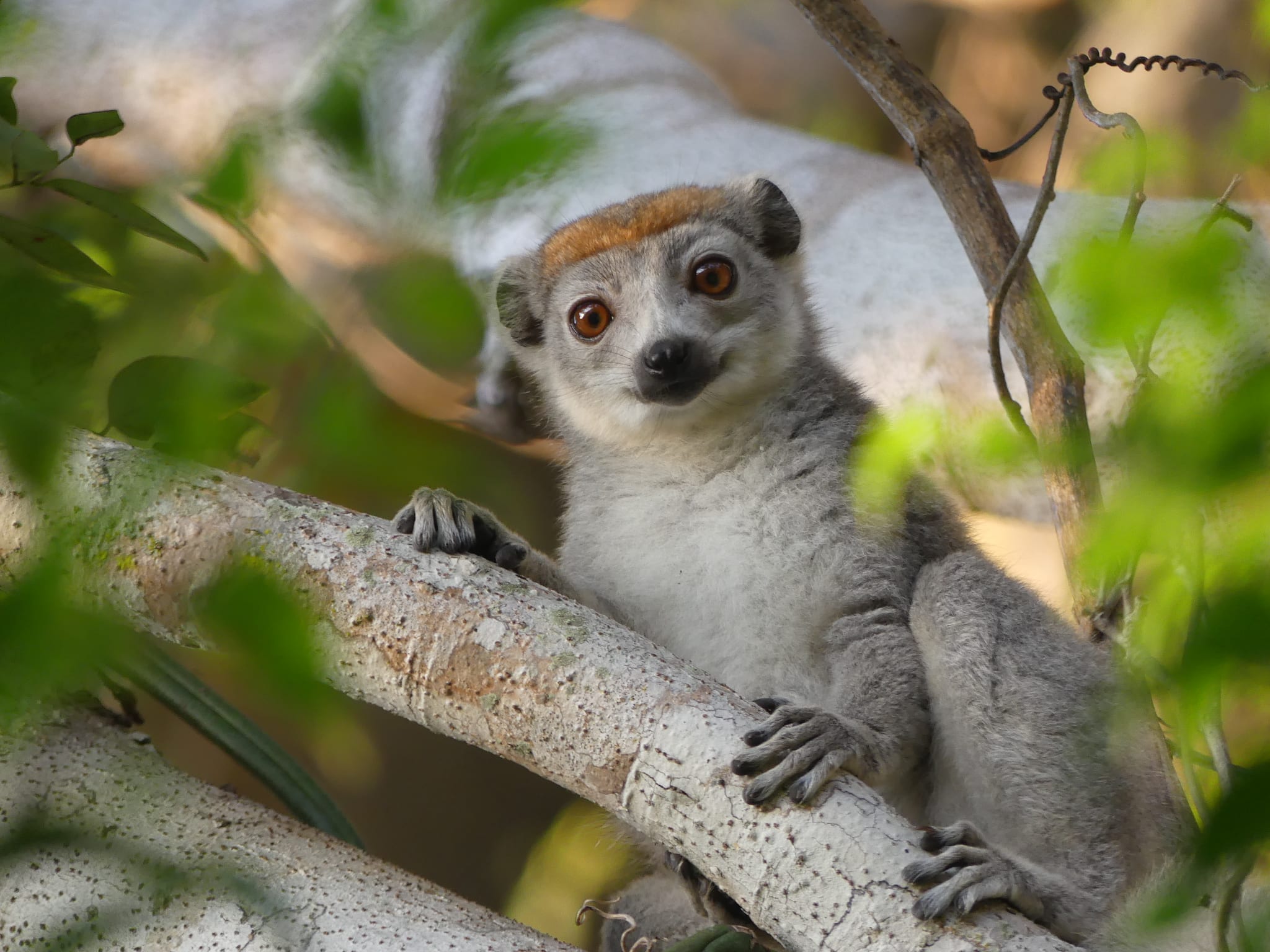 A grey lemur with a distinctive orange-brown crown sits on a tree branch, surrounded by lush green leaves. Its large, expressive eyes gaze curiously at the camera.