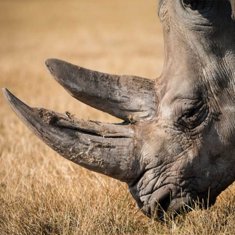 Close-up of a rhinoceros's head, highlighting its large, curved horns and textured skin amidst a grassy landscape.