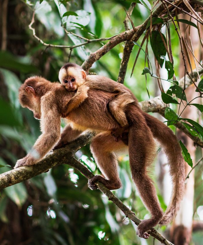 A young monkey clings to its parent's back while they sit on a tree branch, surrounded by lush green leaves.