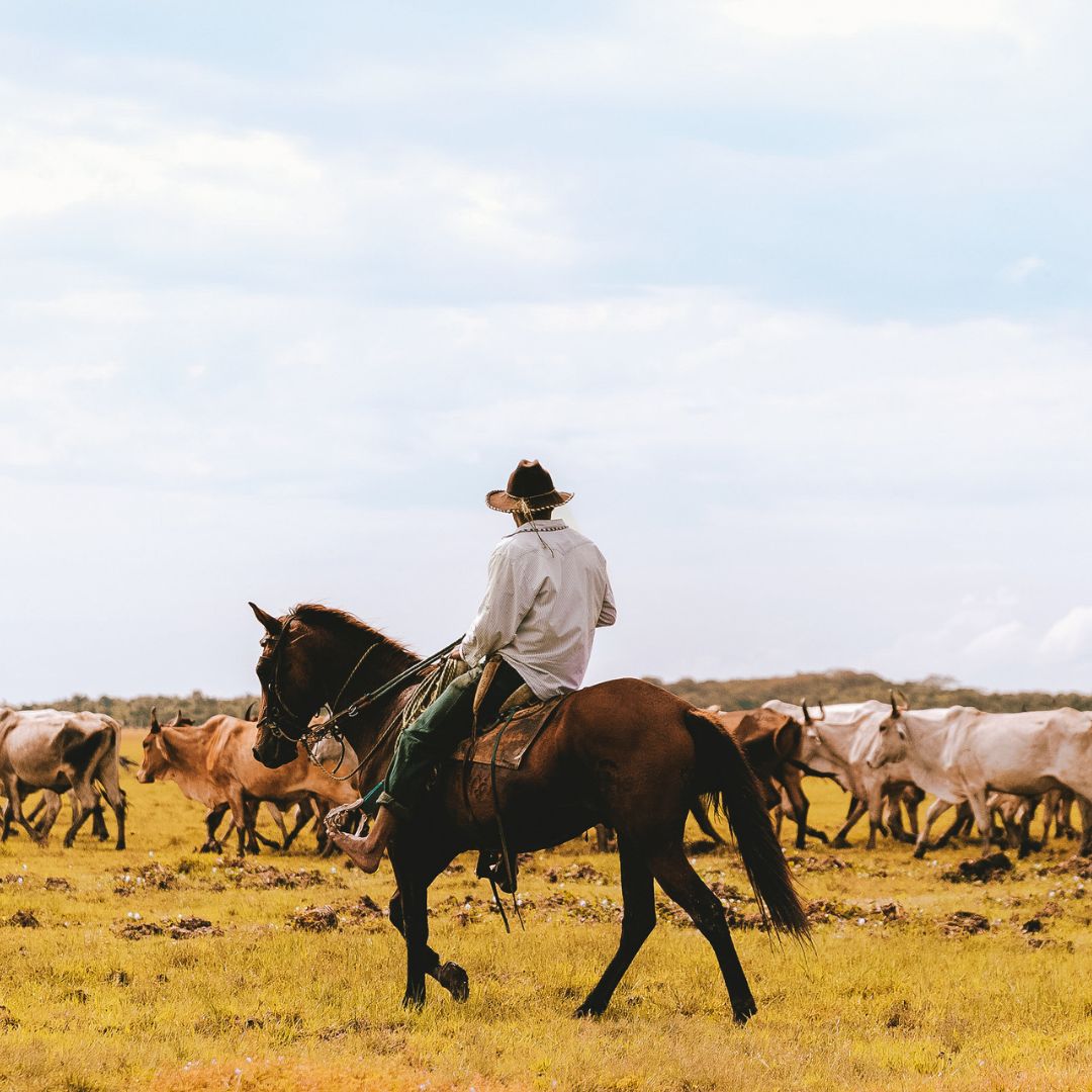A cowboy on horseback guides a herd of cows across a grassy field under a partly cloudy sky.