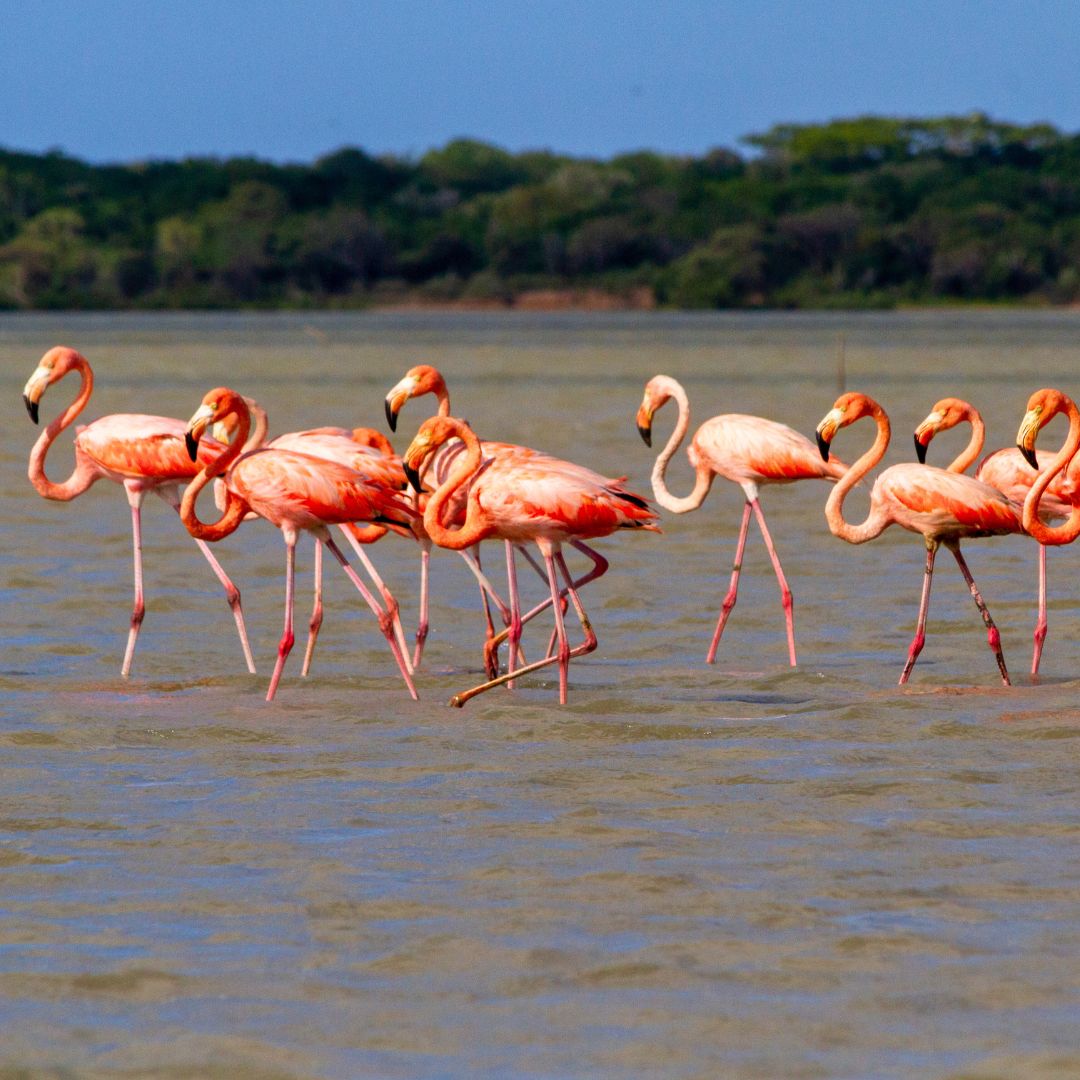 A group of pink flamingos wading through shallow water, their long legs visible, with lush greenery in the background. The scene showcases the vibrant colors of the birds against the muted tones of the water.