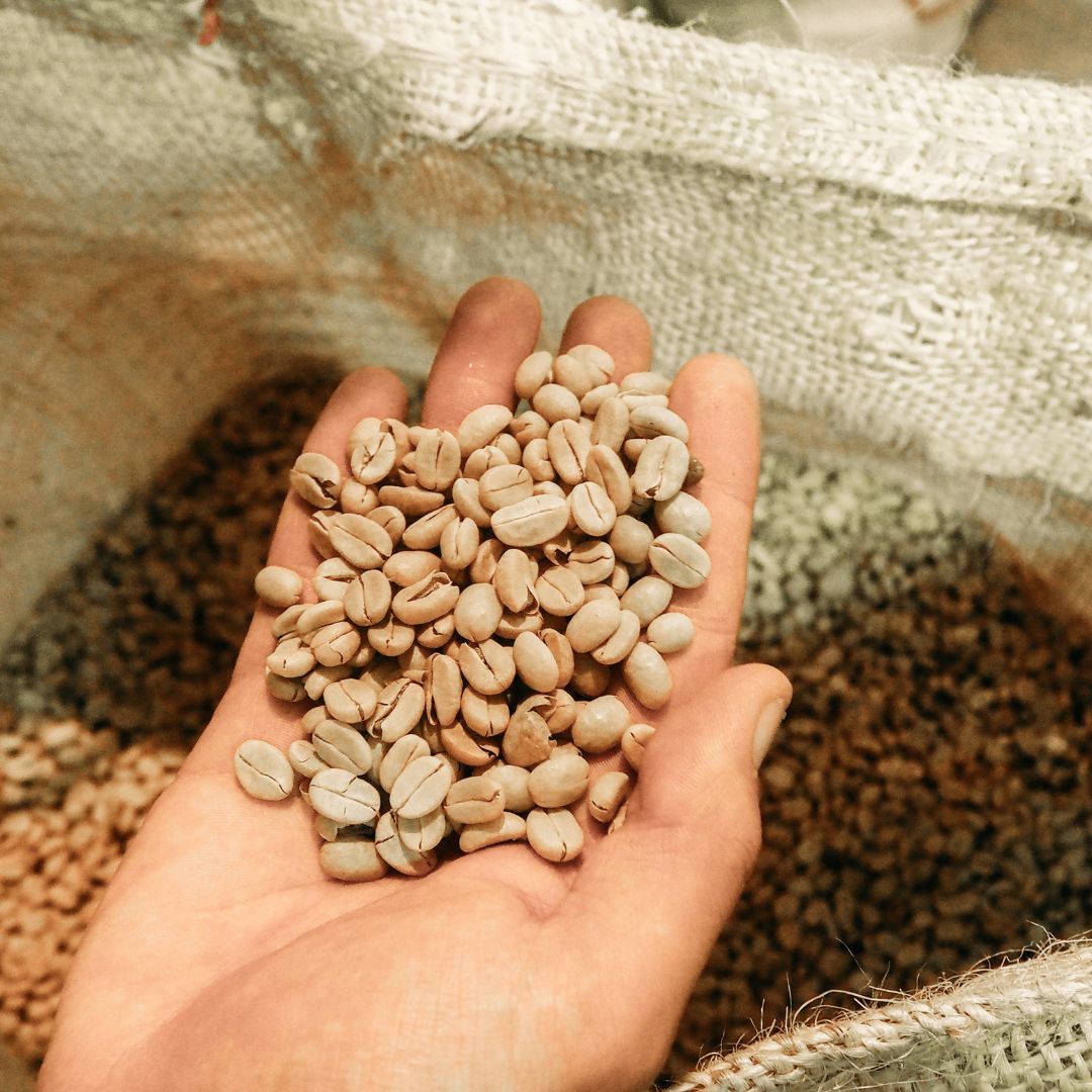 A hand holding a handful of green coffee beans, with burlap sacks of different coffee bean varieties in the background.