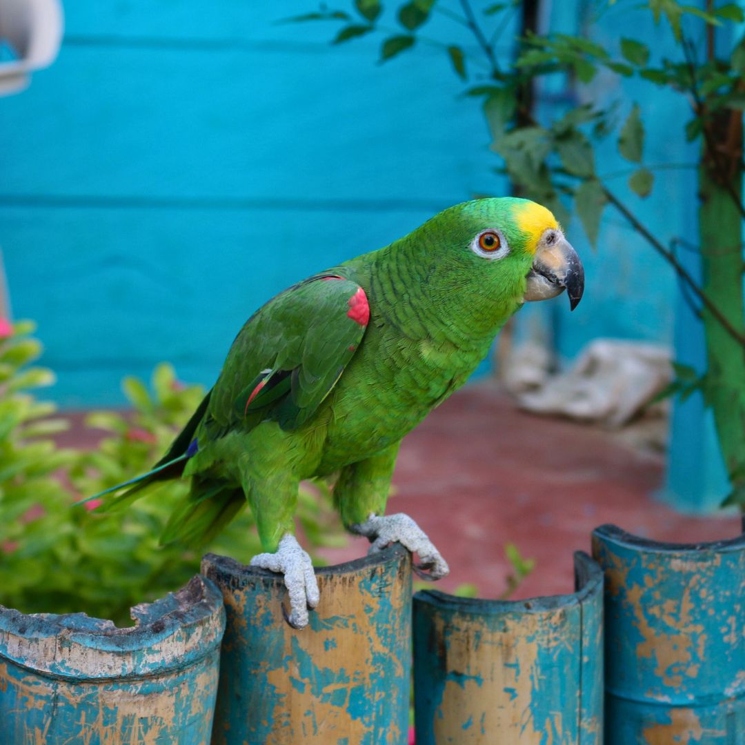 A vibrant green parrot with a yellow forehead and red wing patches perched on a weathered blue barrel. Lush green foliage is visible in the background.