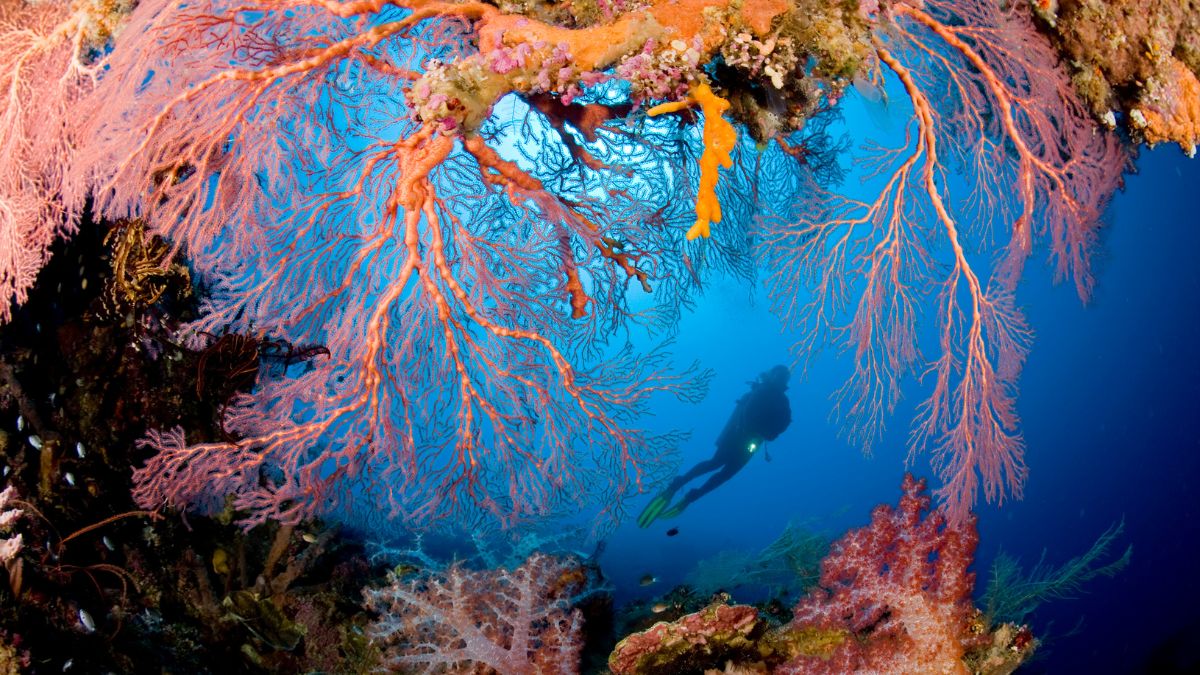 A diver swims beneath vibrant coral formations in a deep blue ocean, showcasing intricate patterns of pink and orange coral against the underwater landscape.