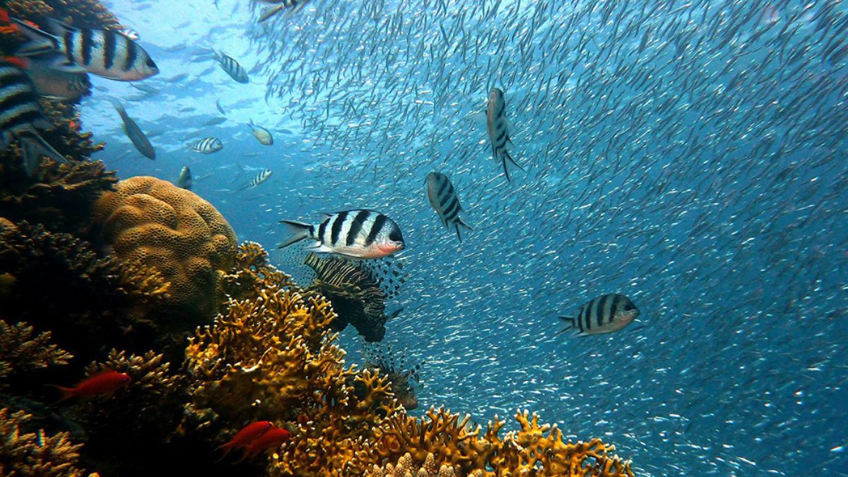 A vibrant underwater scene featuring a variety of fish, including striped fish, swimming among a coral reef. Small schools of fish create a shimmering effect in the clear blue water, with coral formations in the foreground.