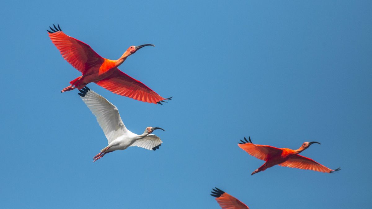 A group of vibrant red ibises and a white ibis flying against a clear blue sky.