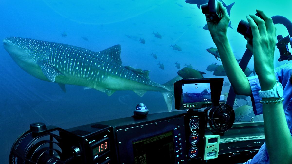 A diver inside a submarine observes a large whale shark swimming nearby, with a school of fish in the background. The submarine's control panel is visible in the foreground, and the diver is taking photos.