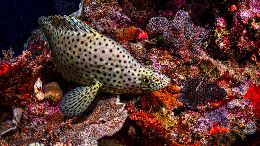 A speckled fish swims among vibrant coral and marine life in a colourful underwater scene.