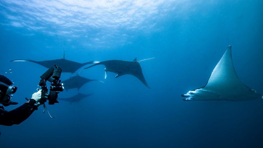 A diver underwater is taking photos of multiple manta rays gliding gracefully through the blue ocean water.