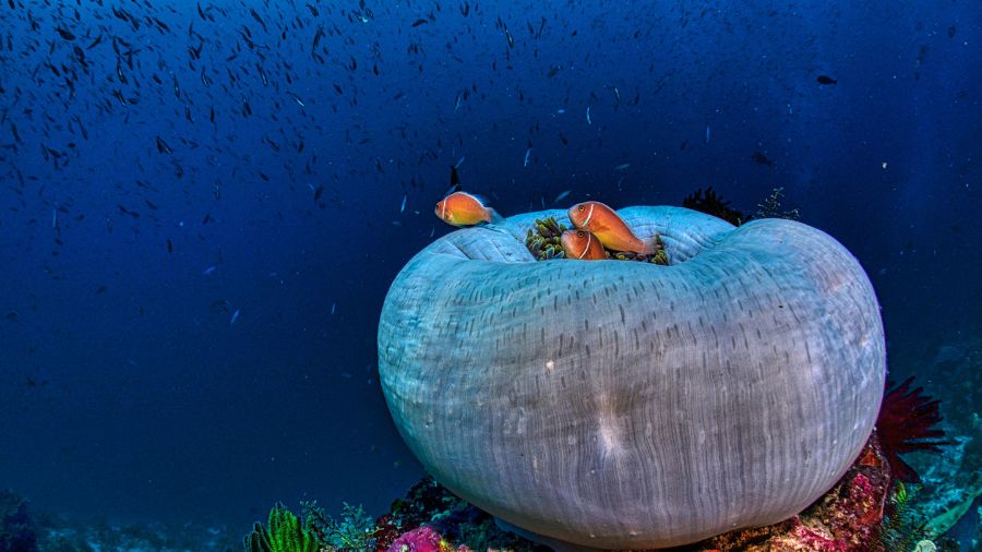 Colorful clownfish nestled inside a large, round sea anemone in a vibrant underwater scene. Small fish swim in the background among the coral.