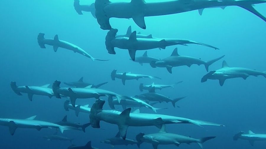 A school of hammerhead sharks swimming gracefully in deep blue water.