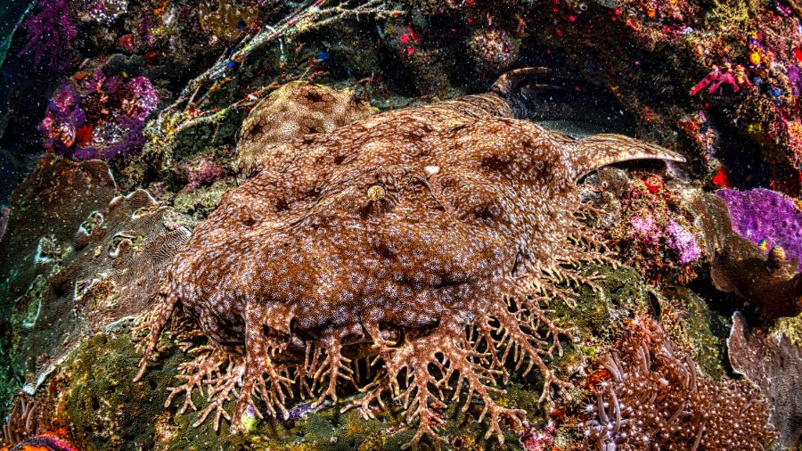 A large, textured stingray resting on a vibrant coral reef, surrounded by colorful corals and marine life.