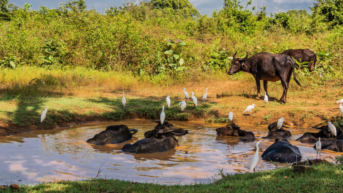 A group of buffaloes wade in a muddy waterhole, while several white birds stand nearby on the grass. Lush greenery surrounds the scene under a partly cloudy sky.