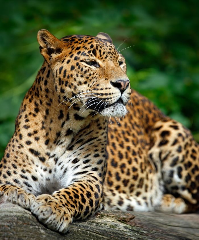 A leopard with distinctive rosette-patterned fur sits gracefully on a log, gazing into the distance amidst a lush, green background.