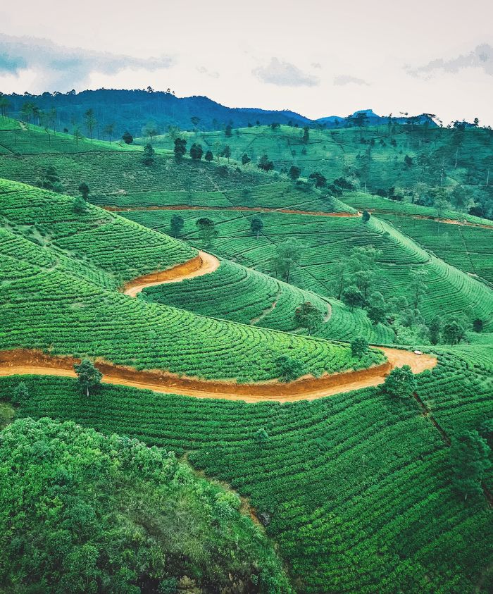 Lush green tea plantations stretch across rolling hills, with a winding dirt path weaving through the vibrant landscape under a cloudy sky.