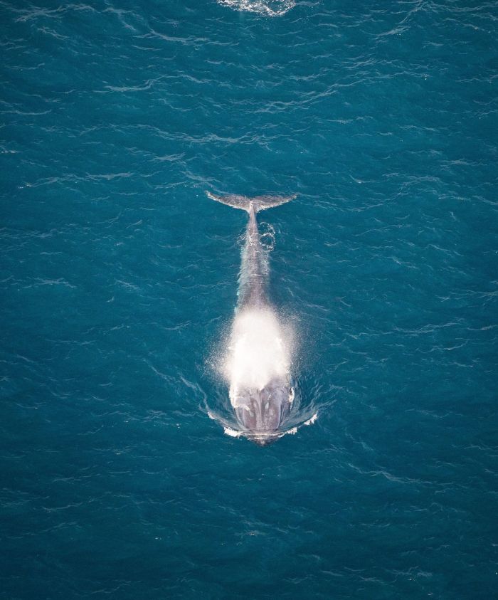 Aerial view of a large whale swimming in vibrant blue waters, with a mist of water spray rising from its blowhole.