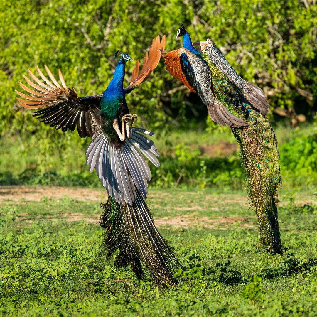 Two vibrant peacocks display their colorful feathers in a dynamic courtship dance on a grassy landscape. Lush greenery surrounds them, enhancing the vivid colors of their plumage.