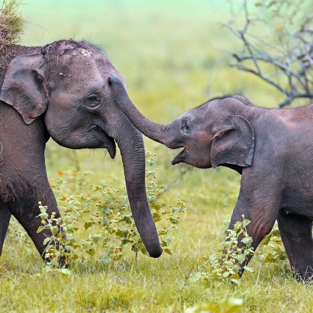 Two elephants interact playfully in a grassy field. The larger elephant gently touches its trunk to the smaller one, which appears excited and joyful.