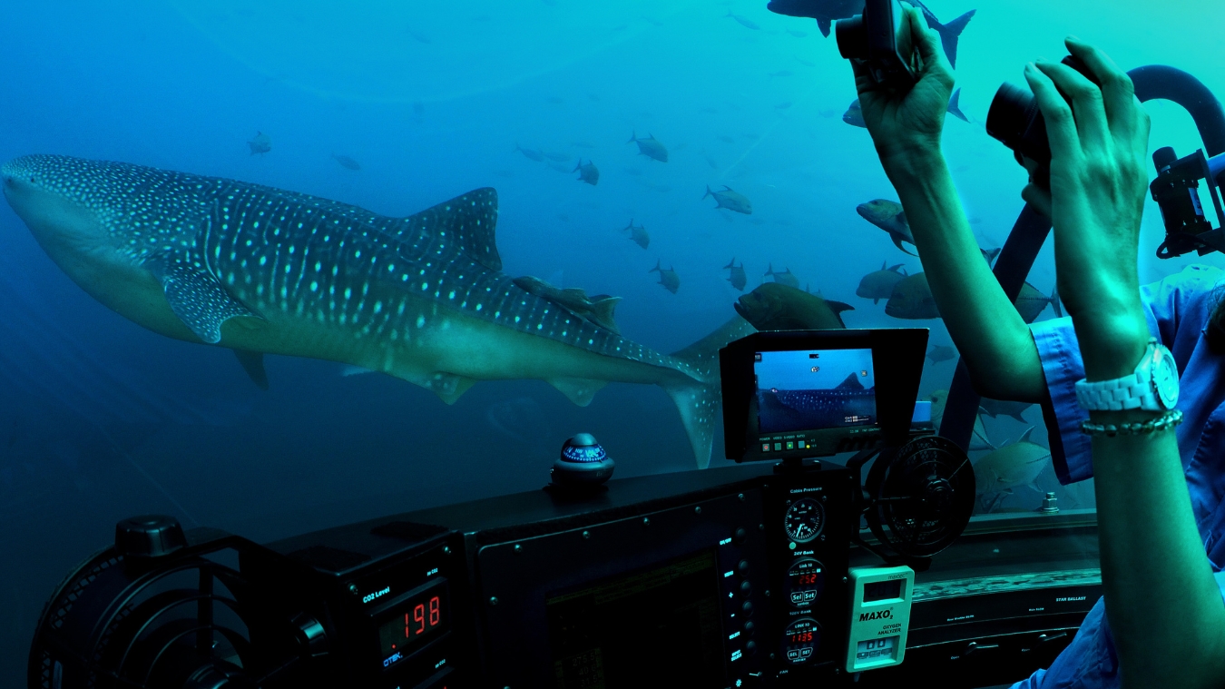 A person in a submarine controls the vessel while a large whale shark swims nearby in a vibrant underwater scene filled with smaller fish.