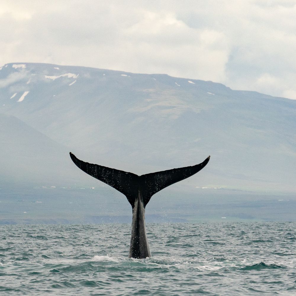 A whale tail gracefully breaks the surface of calm water, with a mountainous landscape in the background under a cloudy sky.