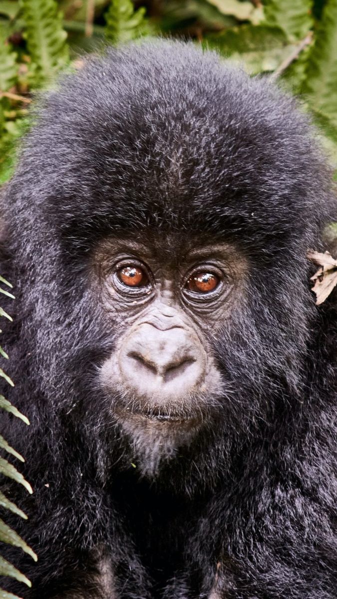 A close-up of a young gorilla's face, showcasing its expressive eyes and thick black fur, surrounded by green foliage.