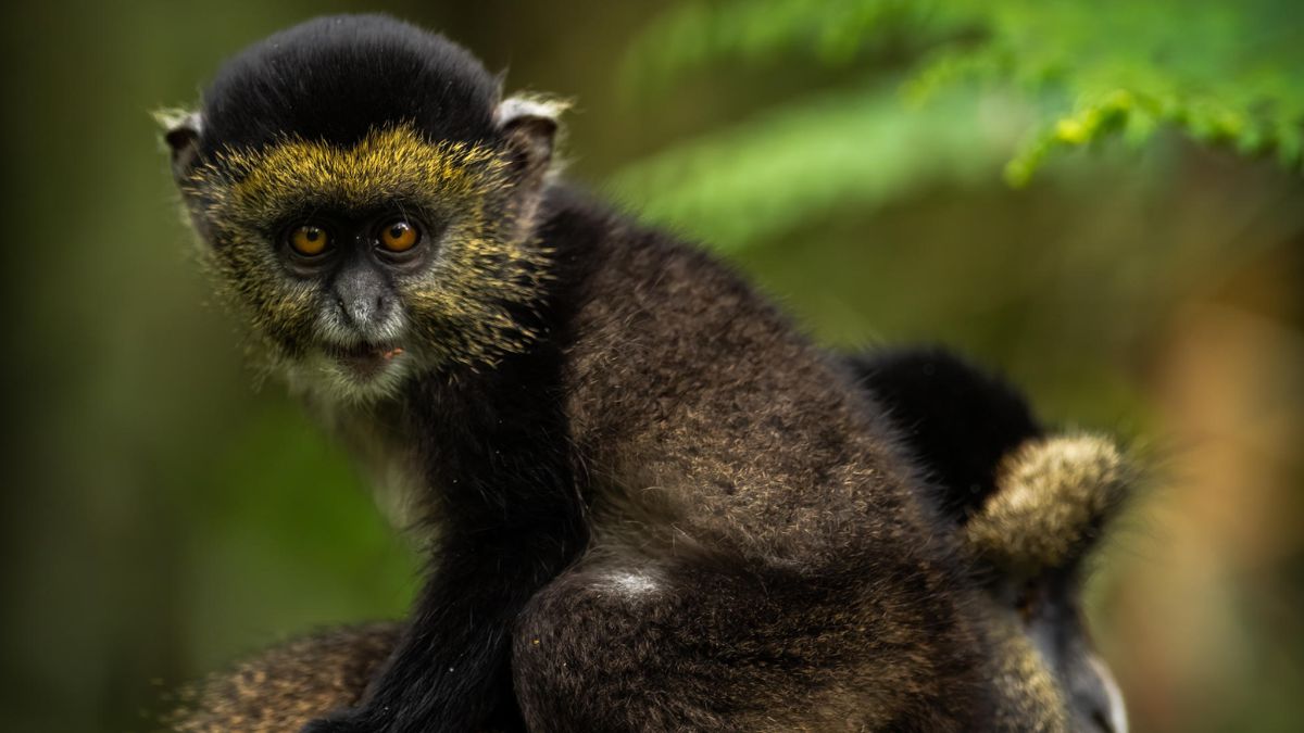 A close-up of a monkey with striking golden eyes and a black and brown fur coat, sitting among lush green foliage.