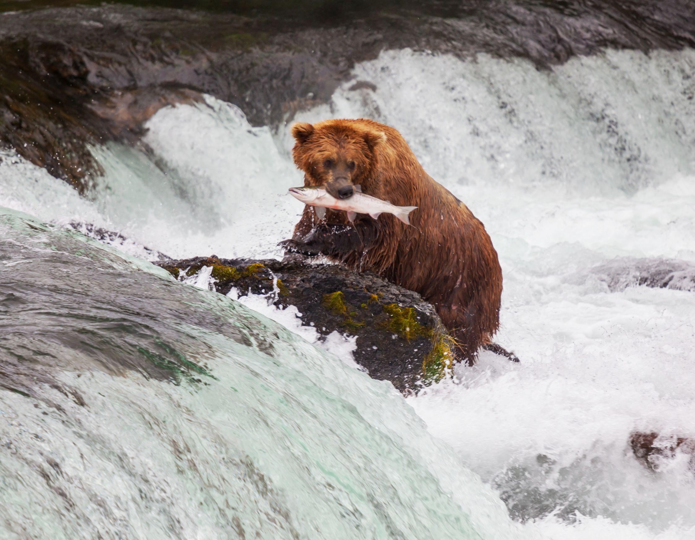 A brown bear stands in rushing water, holding a fish in its mouth while surrounded by splashing waves and rocky terrain.