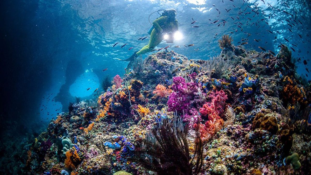 A diver explores a vibrant coral reef teeming with colorful marine life, featuring various corals in shades of pink, purple, and blue, with small fish darting among the coral structures. Sunlight filters through the water, creating a dynamic underwater scene.