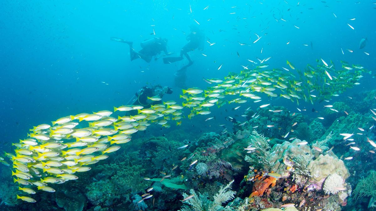 Divers explore a vibrant underwater scene in Raja Ampat, a top summer vacation spot for marine adventures.