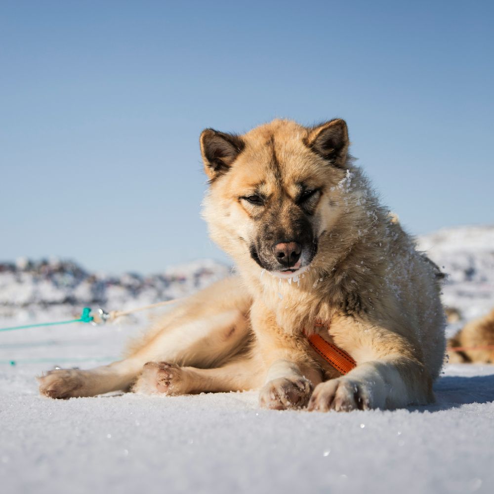 A dog rests on a snowy surface, with a backdrop of distant hills and a clear blue sky. The dog has a thick fur coat and an orange harness. Frost clings to its fur, and it looks relaxed in the winter setting.