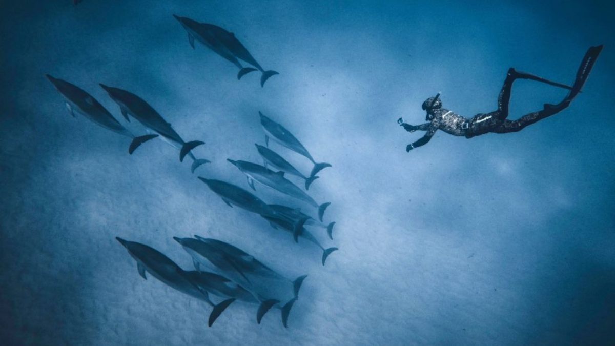 A freediver gracefully moves through clear blue water among a school of dolphins. The playful dolphins swim in a formation while the diver appears calm and connected to the marine life surrounding them.
