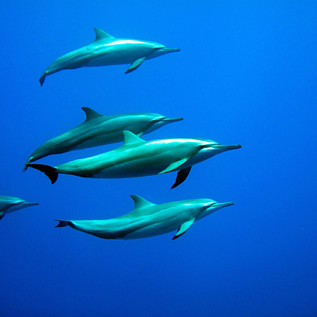 blue dolphin