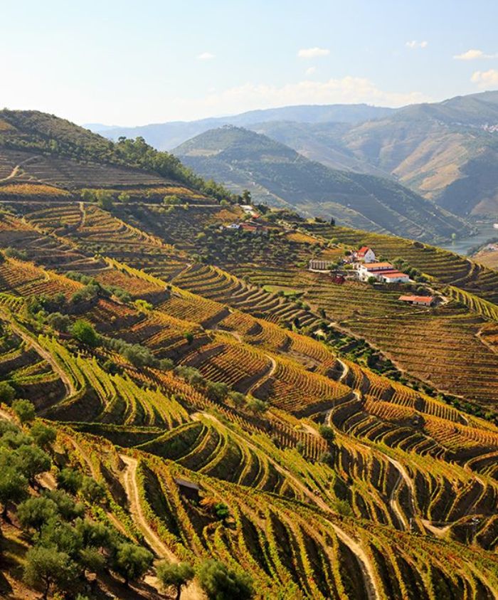 Lush terraced vineyards stretch across rolling hills under a bright blue sky. A quaint house sits amidst the vineyards, surrounded by scenic mountains in the background.
