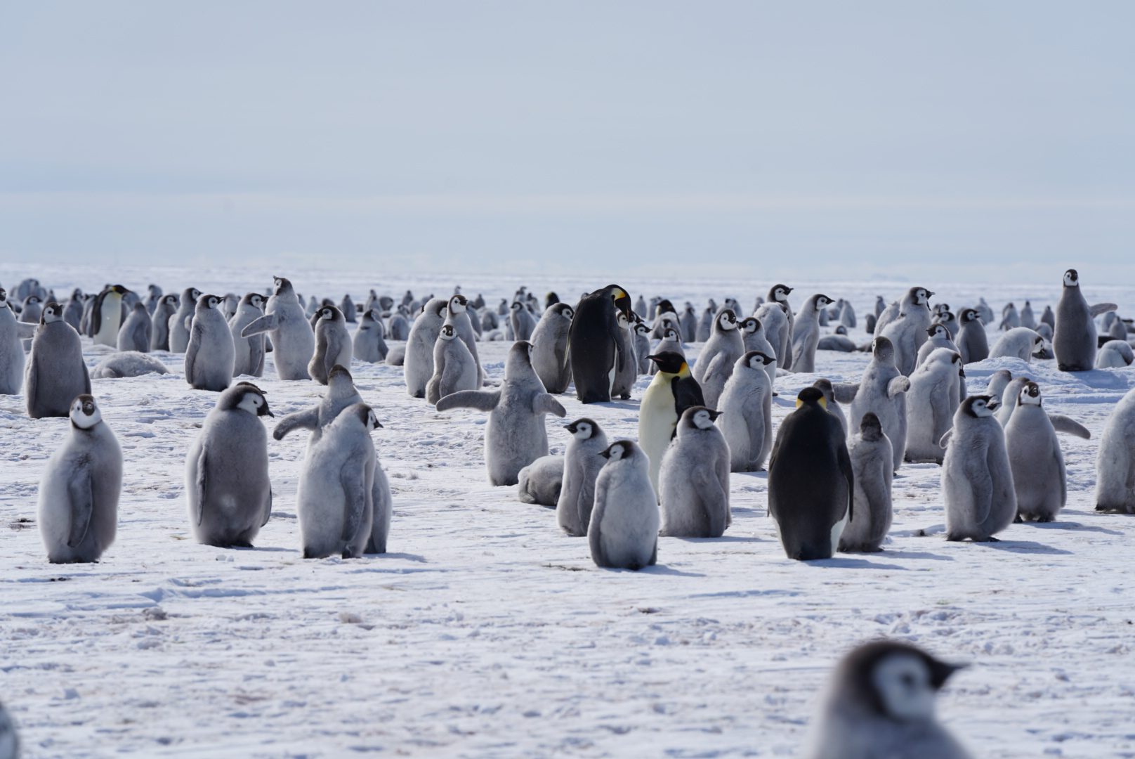 A large group of emperor penguins gathered on the icy landscape, showcasing various adult and chick penguins amidst a snowy backdrop.