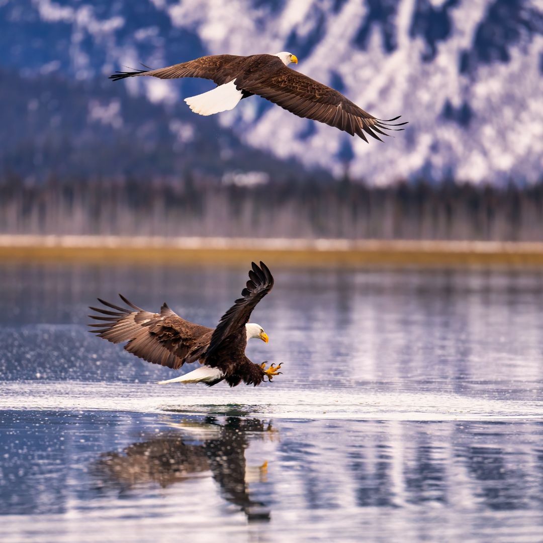A bald eagle swoops down to catch a fish from the water, while another eagle soars above against a scenic backdrop of snow-capped mountains and a reflecting lake.