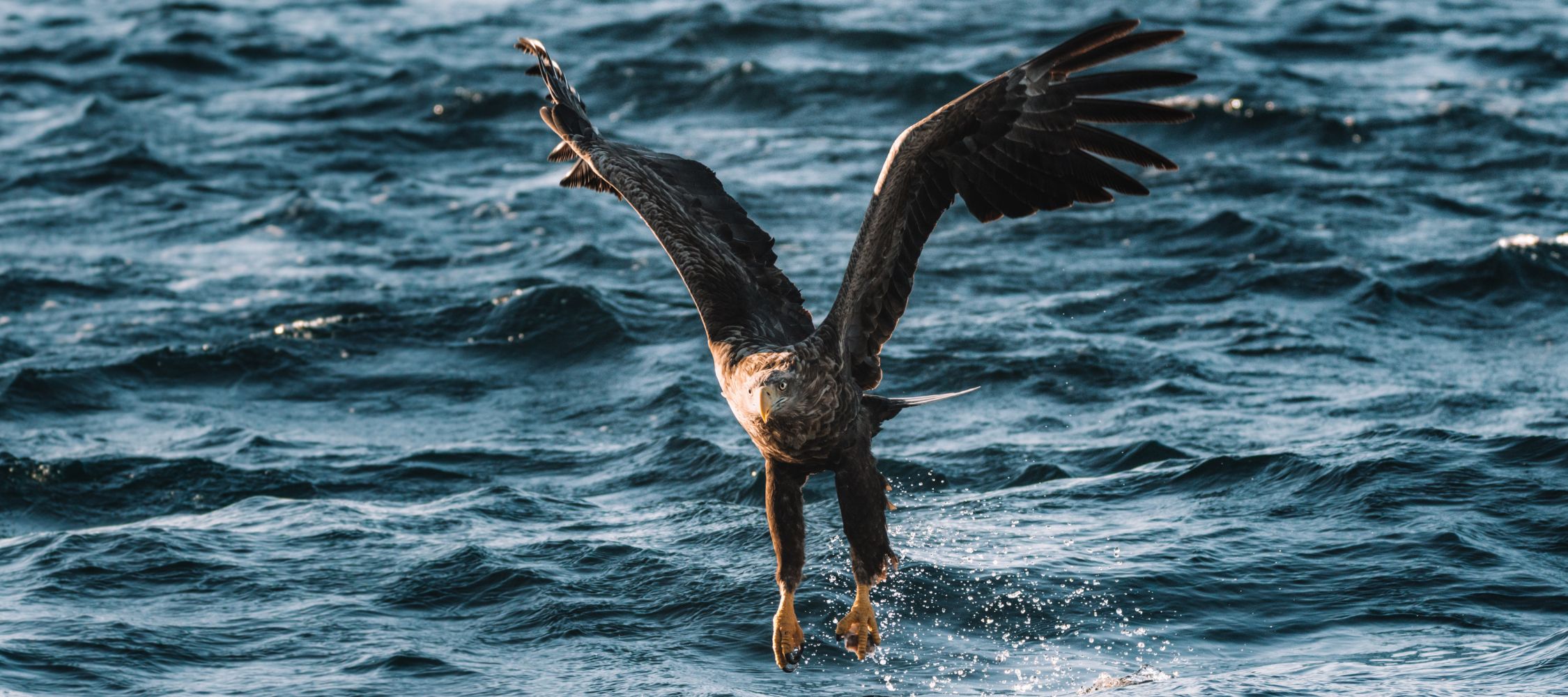 A majestic eagle soaring above the ocean, with its wings fully extended as it prepares to dive into the water. Splashes form beneath its talons, highlighting the action of the hunt against a backdrop of deep blue waves.