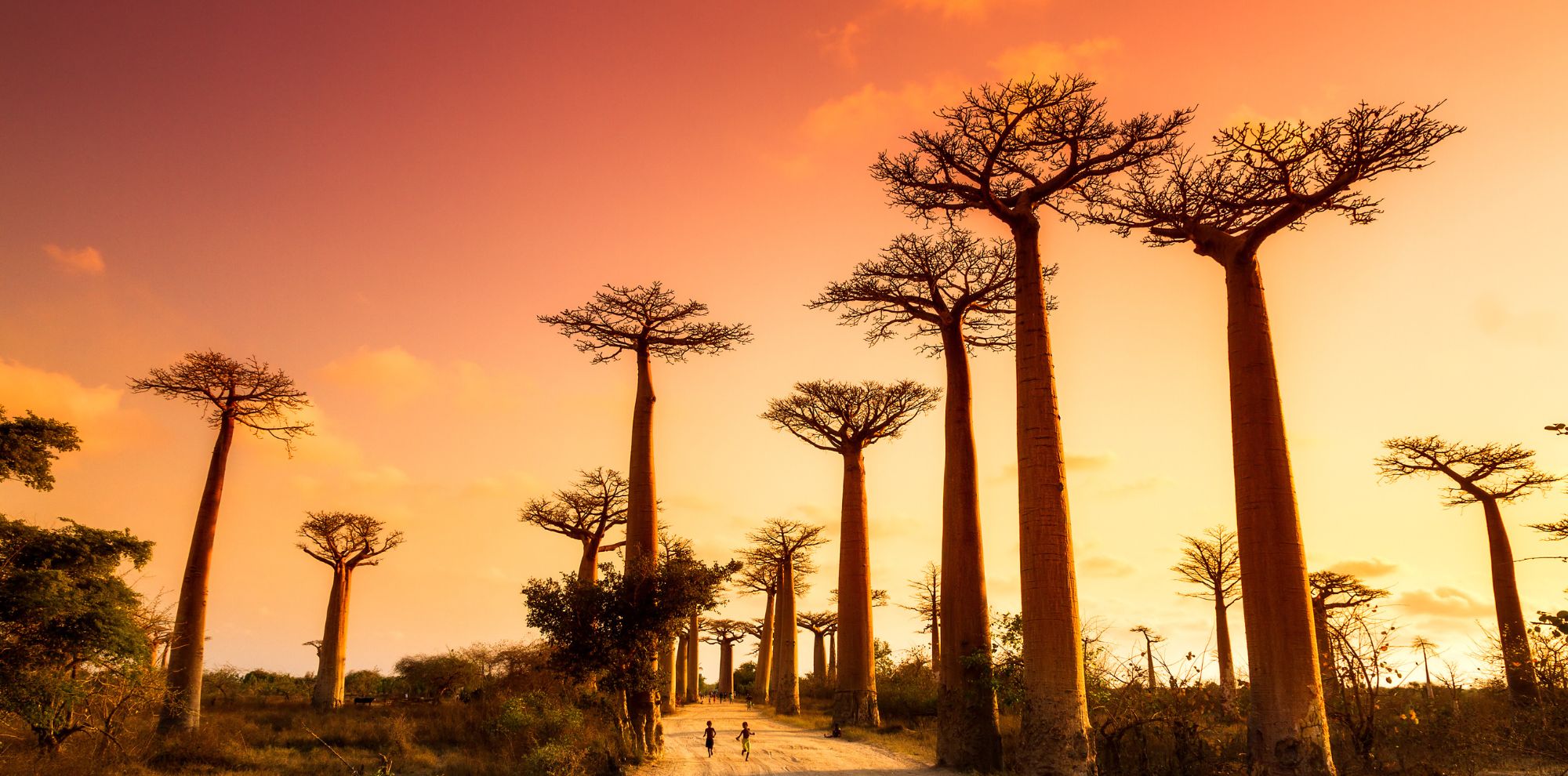 Two people walk along a dirt path lined with tall, slender baobab trees against a vibrant sunset sky. The warm orange and purple hues create a picturesque landscape.