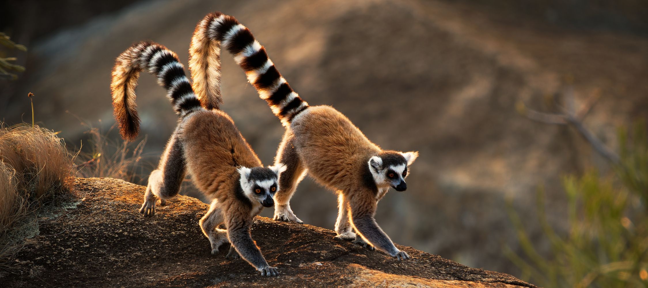 Two ring-tailed lemurs walk confidently on a rocky surface, showcasing their distinctive striped tails and playful expressions. Natural earthy tones and a blurred background accentuate their movement and habitat.