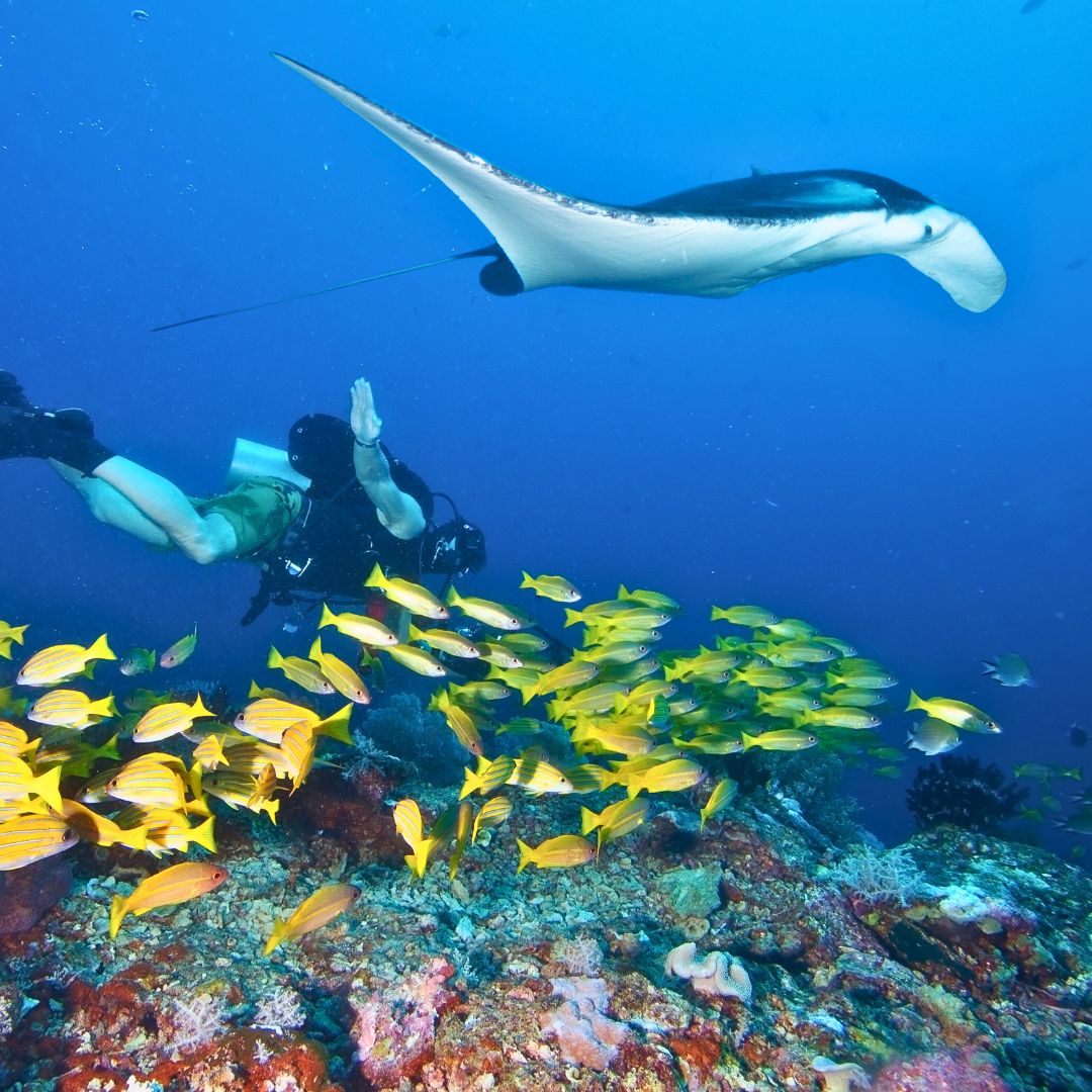 A scuba diver explores the ocean while a manta ray glides above. A school of yellow fish swims near a colorful coral reef below.