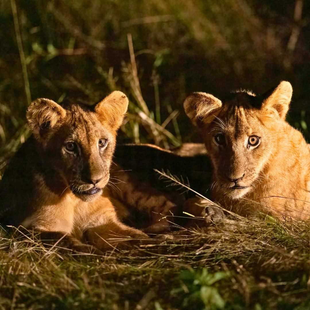 Two young lions resting in tall grass at night, their eyes reflecting light.