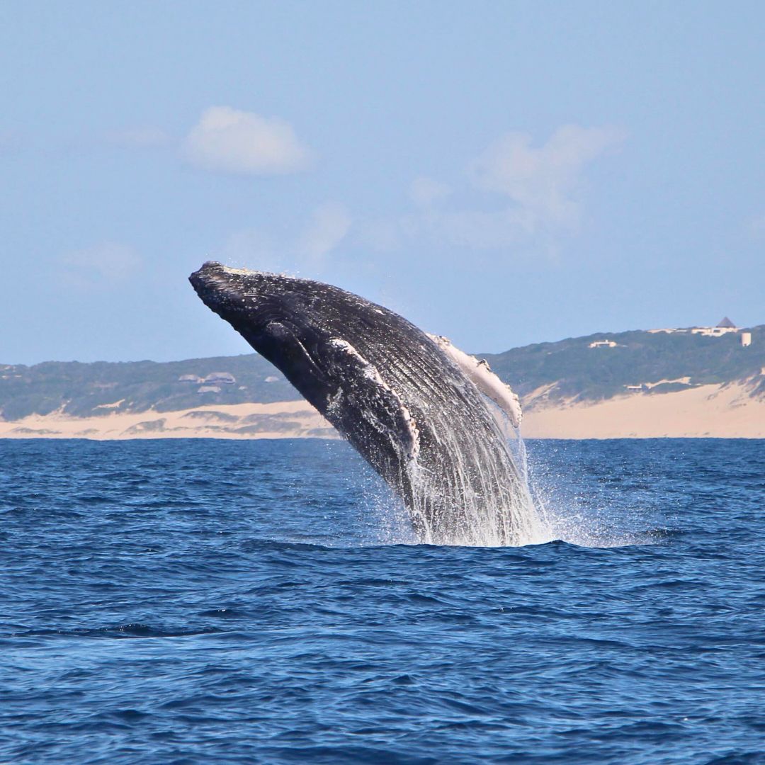 A humpback whale breaches the surface of the water, creating a splash as it lifts its body high against a clear blue sky with sandy shores in the background.