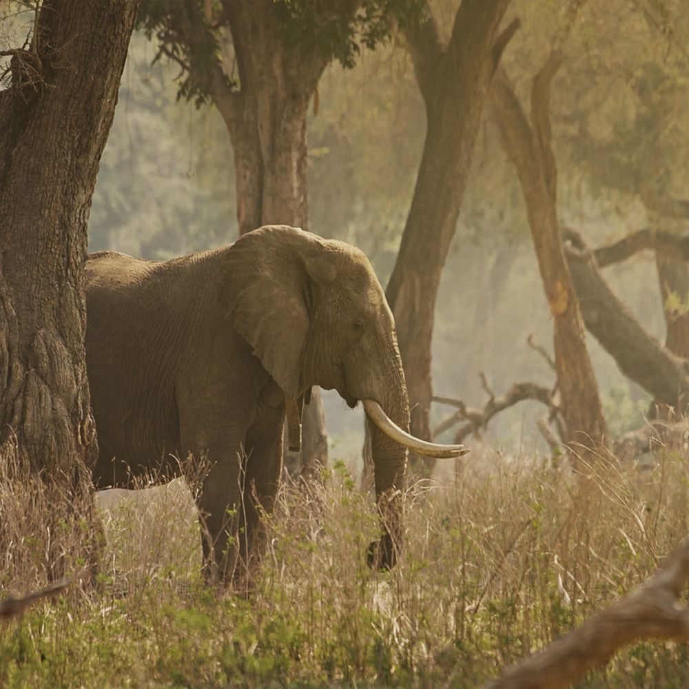 mega-gardeners-africa-forest-rangers-foundation-news-square -3.jpg