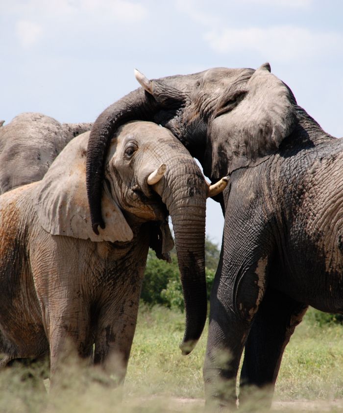 Two elephants playfully intertwine their trunks in a display of affection. Their bodies are covered in dirt, and they stand against a backdrop of a grassy field and blue sky.