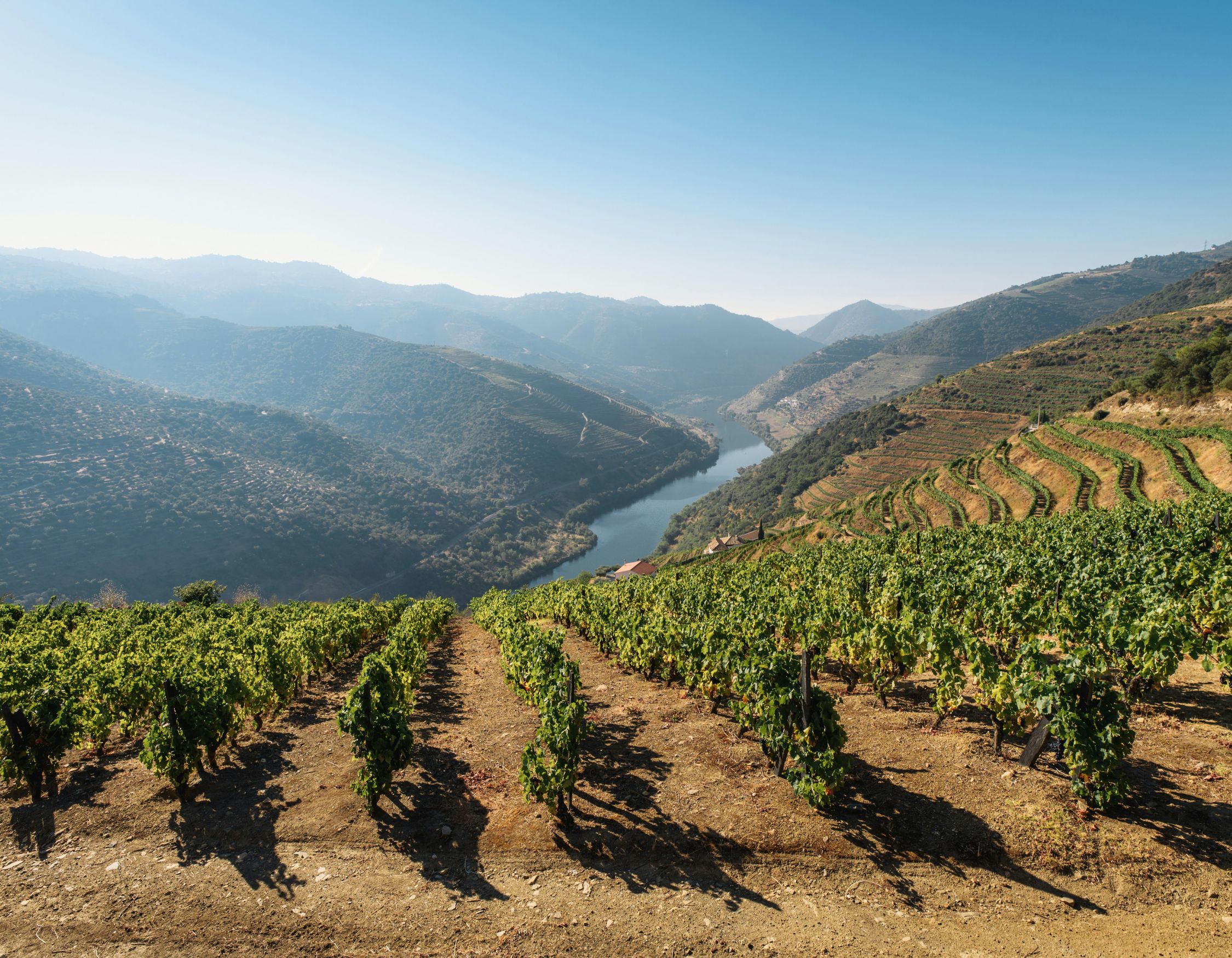 Lush vineyard rows lead down a gentle slope towards a serene river, surrounded by rolling hills and distant mountains under a clear blue sky.