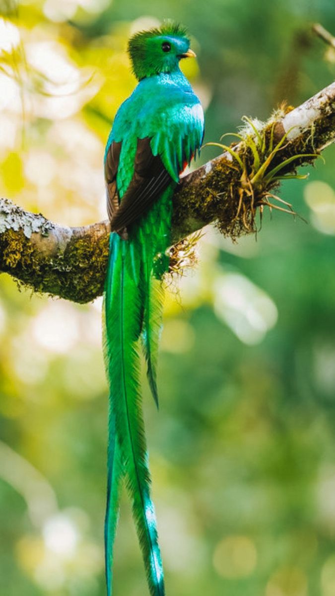 A vibrant green quetzal perched on a branch, showcasing its long tail feathers and distinctive yellow crown. The background is blurred with lush greenery.