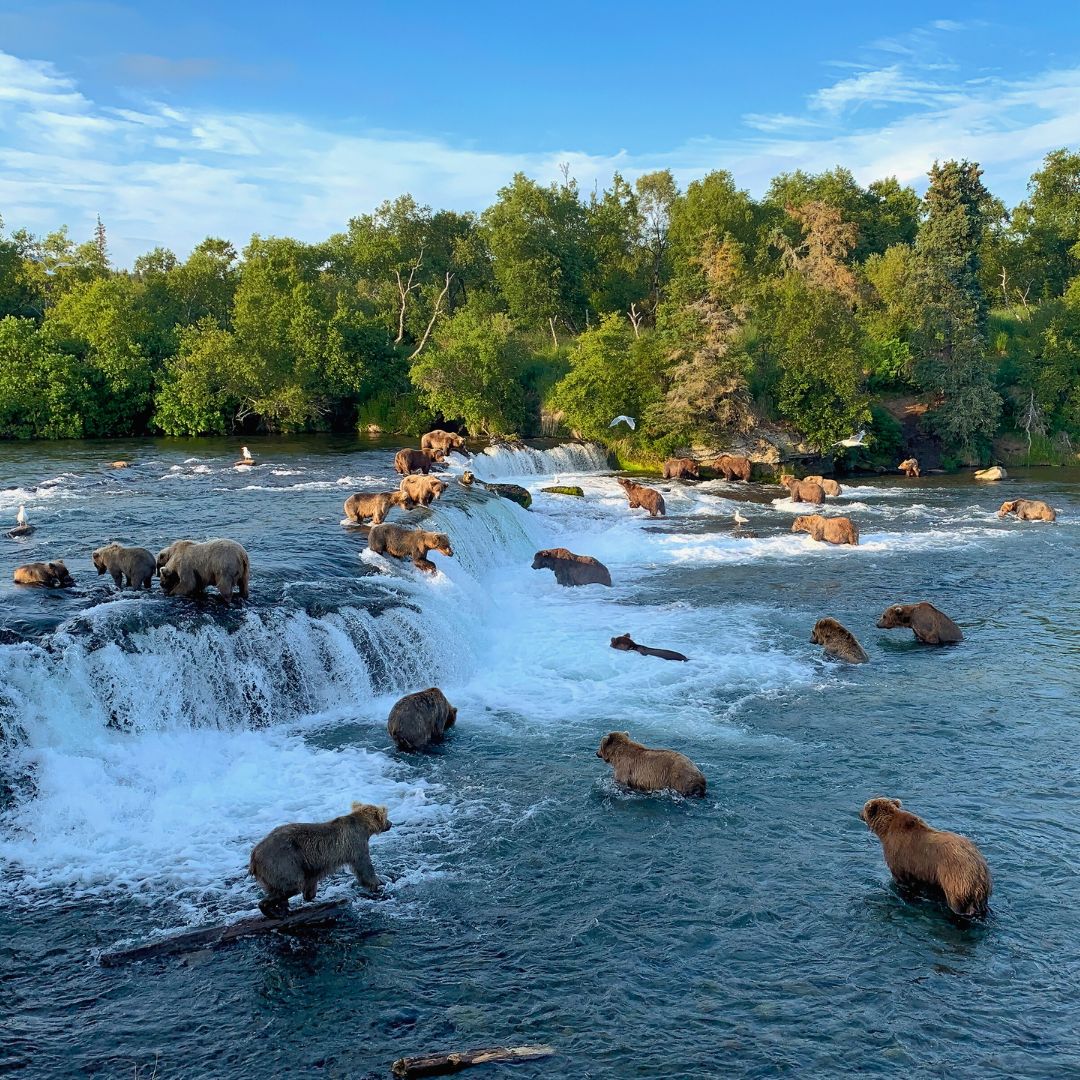 Grizzly bears are seen fishing in a river with cascading waterfalls surrounded by lush greenery. Several bears are wading in the water while others are on the rocky banks. Clear blue skies add to the scenic landscape.