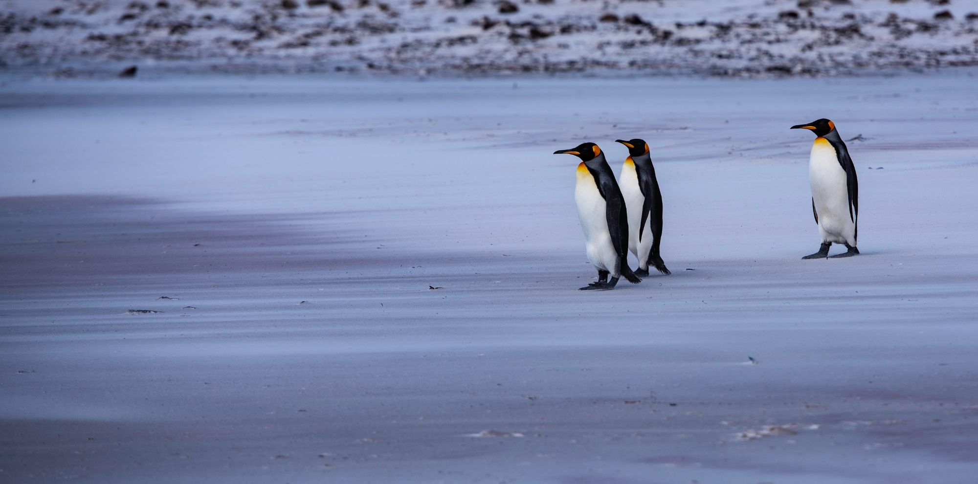 Four emperor penguins walking across a snowy landscape. Their vibrant yellow neck markings contrast against the white and blue tones of the icy ground.