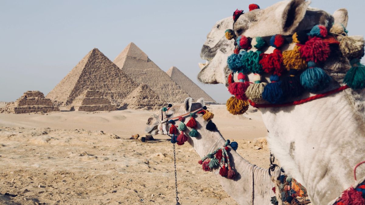A decorated camel stands in the foreground, with the Great Pyramids of Giza in the background under a clear sky.